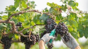 El Gobierno da una solución