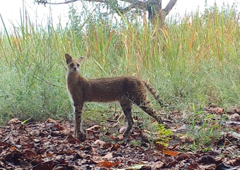 La fauna oculta de la cuenca del Congo