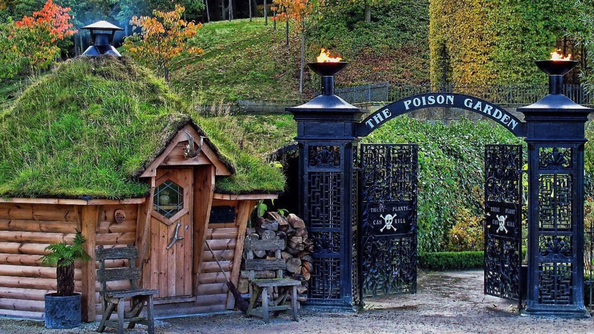 El Jardín de Plantas Venenosas de Alnwick alberga más de cien especies letales bajo estricta supervisión en Inglaterra - crédito @Curiotweet1/X