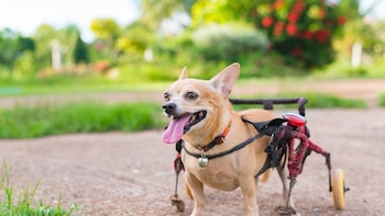 Un hombre tendrá que pagar una multa de 150 euros por haber pegado una patada a la silla de ruedas de la perrita parapléjica de su vecina