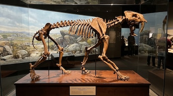 Esqueleto de Smilodon fatalis, conocido como tigre dientes de sable, sobre un pedestal de madera dentro de una vitrina de cristal en un museo.