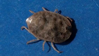 El Argas (Ogadenus) brumpti Neumann