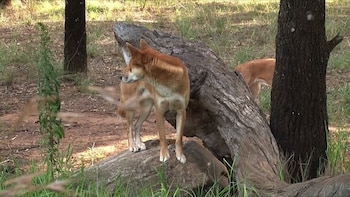 Un lobo rojo parado sobre una piedra grande junto a un tronco en un terreno cubierto de vegetación