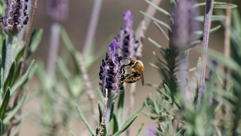 Científicos de CSIC apuntan que