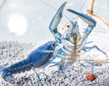 El cangrejo azul de Florida