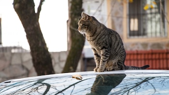 La memoria de los gatos está determinada por la frecuencia con la que salen a la calle, según veterinarios