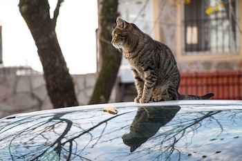 Los gatos domésticos con acceso al exterior pueden contagiar enfermedades a las personas. (Magnific)