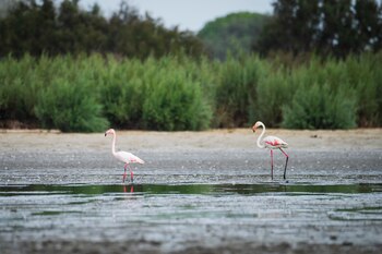 Flamencos en la laguna de