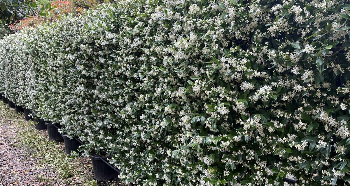 El jazmín estrella tiene unas hojas verdes brillantes que aportan frescura y un aspecto cuidado al jardín (Agromática)