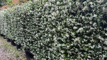 Las tres mejores plantas para cubrir tu pared con flores y sin riesgos