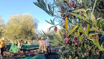 La Navidad entre olivos, cuando