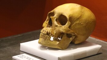 Las reconstrucciones faciales se realizaron