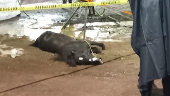 El caballo murió electrocutado. (X