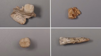 El cruce inesperado entre Homo erectus y denisovanos dejó huellas en el ADN de poblaciones actuales