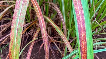 República Dominicana busca formar especialistas para enfrentar riesgos sanitarios en el agro