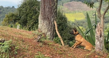 La operación técnica de neutralización duró más de tres horas en la vereda La Palma, corregimiento de Ortega - crédito Ejército