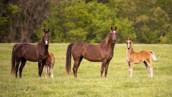 El Parlamento de Italia podría