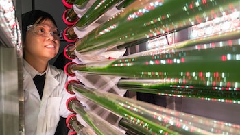 Un nuevo método con algas modificadas podría transformar la batalla global contra los microplásticos