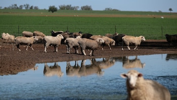El país que ha solucionado el problema de la agricultura cubriendo la tierra con lana de oveja