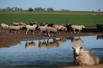 Ovejas en una granja de Tamworth, una localidad de Nueva Gales del Sur habitualmente afectada por la sequía, en Australia (Loren Elliott / Reuters)