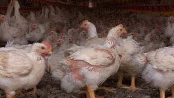 Casi todos los productos agrícolas