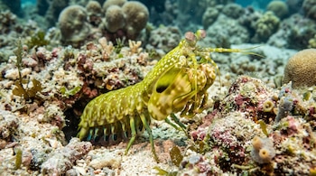 Un estomatópodo verde con manchas claras y ojos pedunculados se apoya sobre un fondo de arena, rocas y fragmentos de coral.