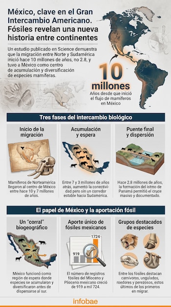 Infografía con mapas de América, flechas de migración de mamíferos, ilustraciones de fósiles, fases del intercambio biológico y gráficos de datos.