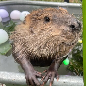 La roedora logró reponerse rápidamente