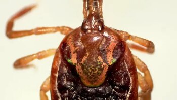 Costa Rica detecta por primera vez un virus en garrapatas que no había sido identificado en Centroamérica