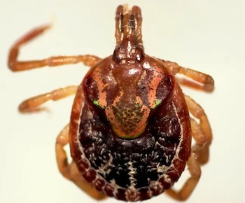La Universidad de Costa Rica detectó el Jingmen tick virus en garrapatas Amblyomma mixtum recolectadas de caballos entre octubre de 2023 y mayo de 2024. (Foto: Universidad de Costa Rica)