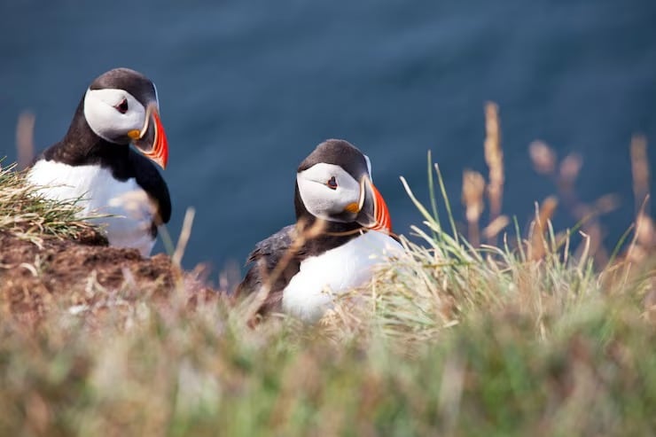 Un fallo judicial frenó la pesca industrial de lanzones en aguas cercanas a Inglaterra y Escocia (Crédito: Magnific)