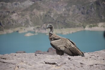 El segundo cóndor andino liberado