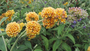 Matico - planta amazónica -planta medicinal - Perú - salud - 7 agosto