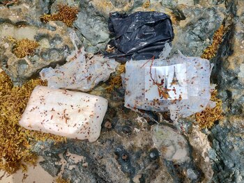 La Guardia Nacional localizó entre