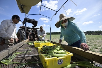 Tres personas, dos hombres y una mujer, cosechan mazorcas de maíz en un campo agrícola. Mazorcas de maíz en cajas amarillas sobre una plataforma, tractor. Cielo azul