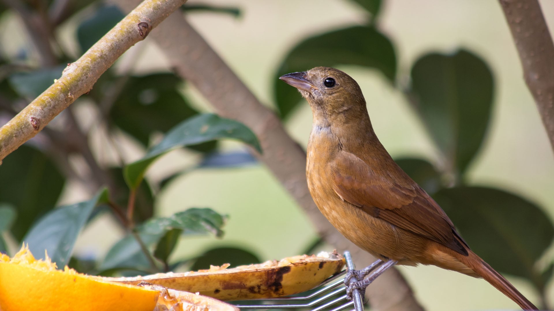 En la dieta del hornero predominan insectos y pequeños invertebrados, lo que favorece el control de plagas y la biodiversidad local (freepik)