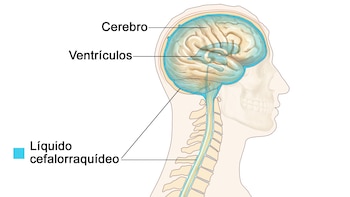 Las leptomeninges protegen el líquido
