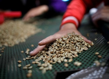 Perú se consolidó como el noveno exportador mundial de café convencional y líder en café orgánico, impulsado por la preferencia internacional. REUTERS/Darren Whiteside.