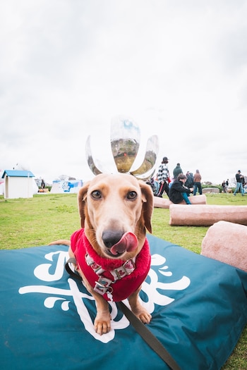 Un perro salchicha con chaleco rojo sobre un cojín en el césped, con personas y una escultura metálica de flor al fondo bajo un cielo nublado