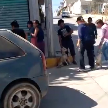 Las mujeres agredieron al Pitbull