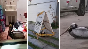 Pelícanos apercen en zonas urbanas