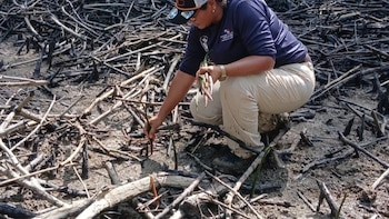 Panamá es uno de los países de la región con mayor capacidad de conservación de carbono costero