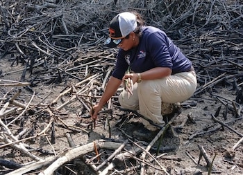 El país ha trabajado en mantener este valioso posicionamiento internacional mediante la conservación y restauración de estas áreas. (MiAmbiente)