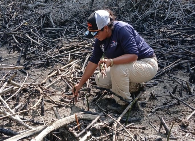 El país ha trabajado en mantener este valioso posicionamiento internacional mediante la conservación y restauración de estas áreas. (MiAmbiente)