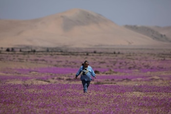 La floración en el desierto de Atacama podría comenzar a principios de septiembre y alcanzar su pico en octubre (REUTERS)