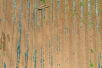 Campos de arroz com solo rachado e seco podem ser vistos do ar. Fileiras de plástico azul escuro cobrem o chão, revelando pequenas plantas verdes e pranchas de madeira