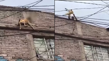 El can fue rescatado por