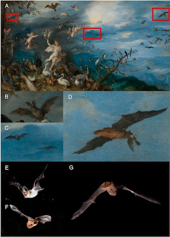 (A) El lienzo Aire pintado por Jan Brueghel el Viejo en 1611, una alegoría del elemento aire. (B) Murciélago del género Plecotus. (C) Murciélagos, probablemente pertenecientes a la familia Vespertilionidae. (D) Murciélago que probablemente representa a un nóctulo gigante (Nyctalus lasiopterus) con un ave insectívora atrapada en la boca mientras vuela. (E) Plecotus austriacus, coincidente con el género representado en el panel B. (F) Pipistrellus kuhlii, un murciélago vespertiliónido que ejemplifica el tipo morfológico representado en el panel C. (G) Nyctalus lasiopterus en vuelo, como el individuo representado en el panel D. Fotografías de Daniel Fernández (E) y Elena Tena (F y G)