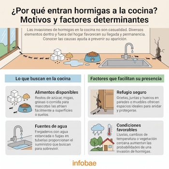 Infografía sobre hormigas en la cocina con ilustraciones de insectos, comida, agua, grietas en la pared, casa, lluvia y termómetro. Fuente: Infobae.