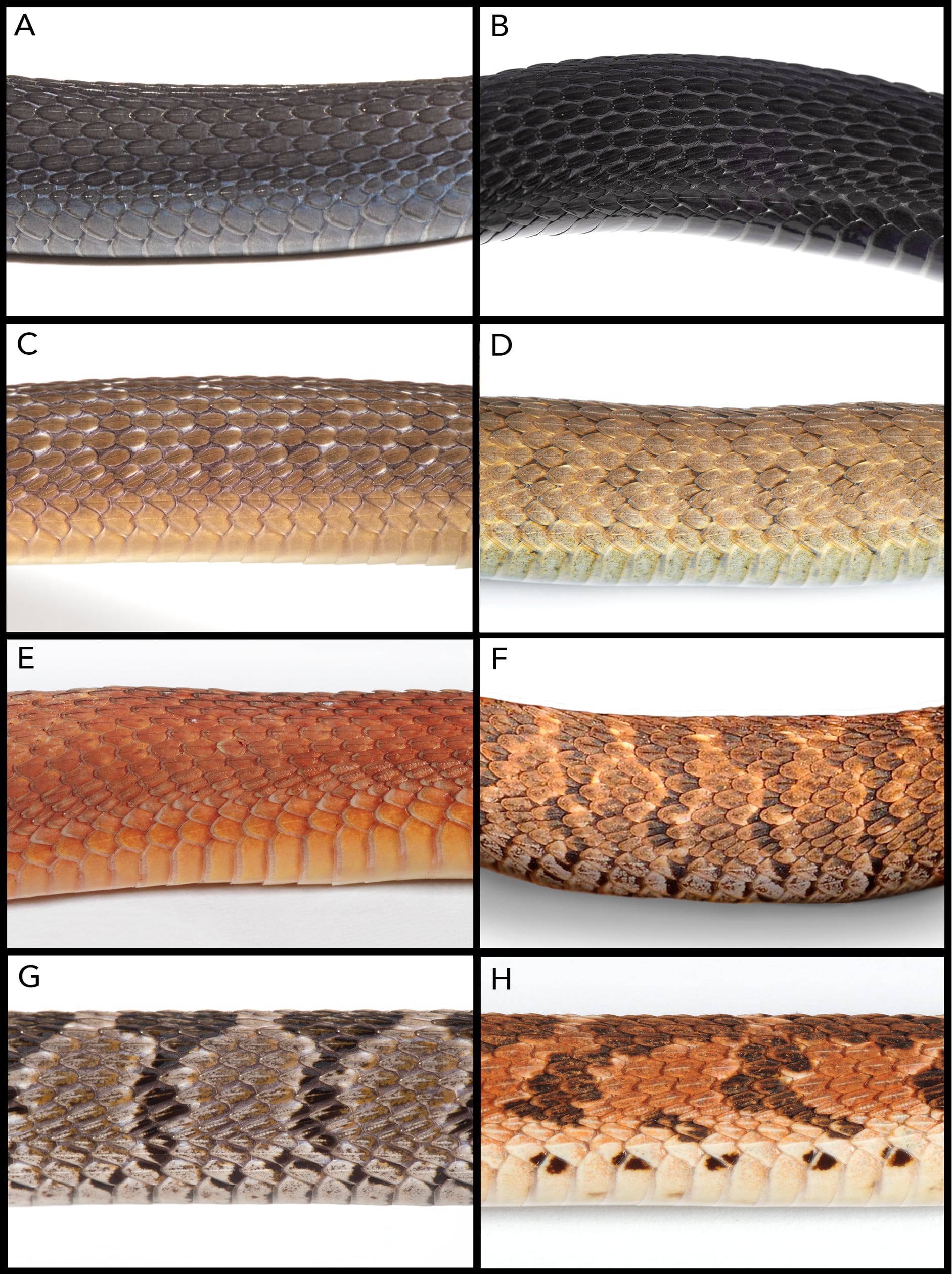 El estudio publicado en Herpetozoa elevó a 21 las variedades conocidas del género Dasypeltis con la descripción de Dasypeltis albigularis (Gentileza, estudio Una nueva especie de serpiente come huevos 'negra' del género Dasypeltis Wagler (Squamata , Colubridae , Colubrinae , Boigini), publicado en Herpetozoa)